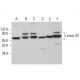 western blotting image from recommended Lamin B1 (B-10) monoclonal antibody replacement. Image 380044