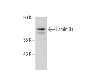 Anticorps Lamin B1 (A-11)  SCBT - Santa Cruz Biotechnology