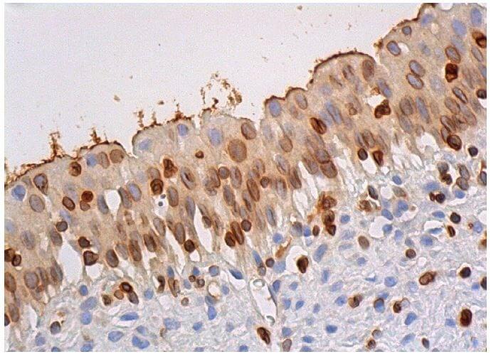 Anticorps Lamin B1 (A-11)  SCBT - Santa Cruz Biotechnology