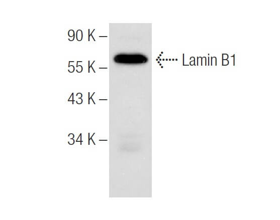 Anticorps Lamin B1 (A-11)  SCBT - Santa Cruz Biotechnology