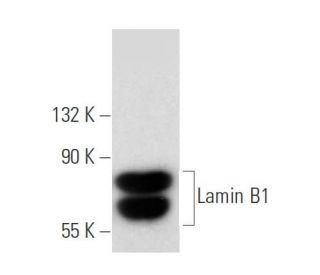 Lamin B1 antibody (66095-1-Ig)