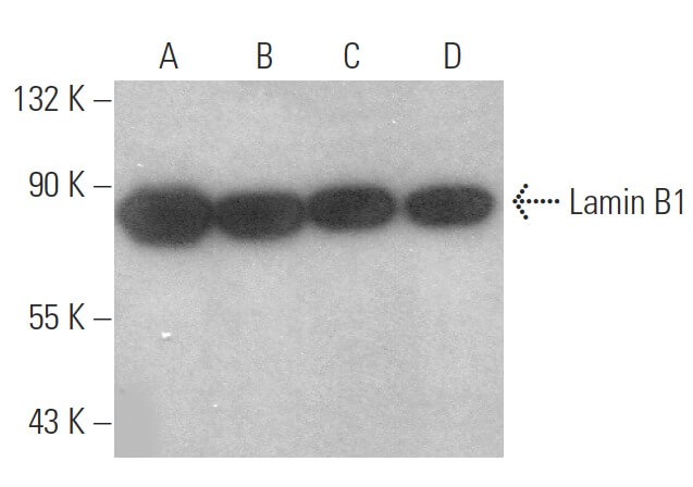 大学 割引 lamin-b1-antibody-c-5-western- 知育玩具