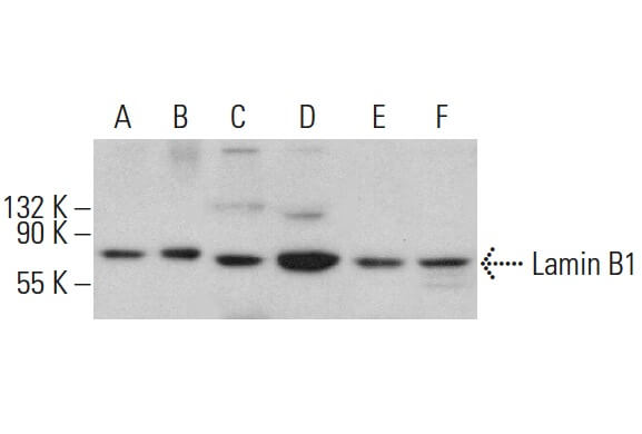 Anticorps Lamin B1 (A-11)  SCBT - Santa Cruz Biotechnology