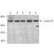 western blotting image from recommended Lamin B1 (A-11) monoclonal antibody replacement. Image 350704