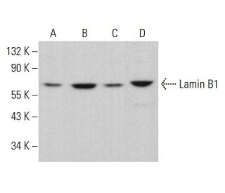 Lamin B1 Antibody (G-1) - Western Blotting - Image 379653