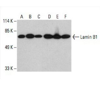 Lamin B1 Antibody (C-5) - Western Blotting - Image 392553