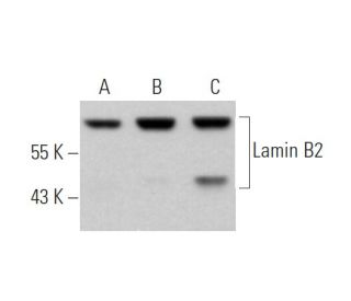 Lamin B2 Antibody (F-8) - Western Blotting - Image 362334 