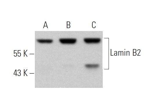 Lamin B2 Antibody F 8 Scbt Santa Cruz Biotechnology