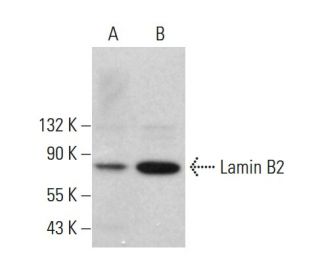 Lamin B2 Antibody (F-8) - Western Blotting - Image 382819
