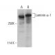 Laminin α-1 Antibody (G-12) - Western Blotting - Image 400930