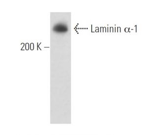 western blotting image from recommended Laminin &alpha;-1 (G-12) monoclonal antibody replacement. Image 15609
