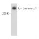 western blotting image from recommended Laminin α-1 (G-12) monoclonal antibody replacement. Image 15609