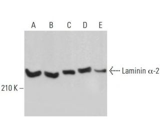 Laminin &alpha;-2 Antibody (B-4) - Western Blotting - Image 380809 