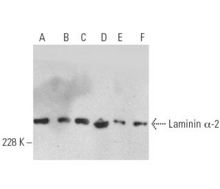 Laminin α-2 Antibody (B-4) - Western Blotting - Image 389147