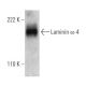 western blotting image from recommended Laminin α-4 (6C3) monoclonal antibody replacement. Image 366686