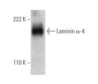 western blotting image from recommended Laminin &alpha;-4 (6C3) monoclonal antibody replacement. Image 366686