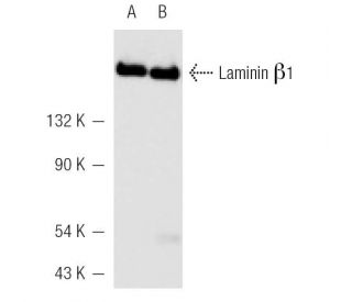 western blotting image from recommended Laminin &beta;-1 (A-1) monoclonal antibody replacement. Image 5307