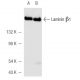 western blotting image from recommended Laminin β-1 (A-1) monoclonal antibody replacement. Image 5307