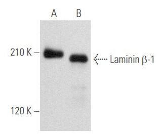 Laminin &beta;-1 Antibody (D-9) - Western Blotting - Image 357762 