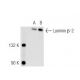 Laminin beta-2 (C4): sc-59980. Western blot analysis of Laminin beta-2...
