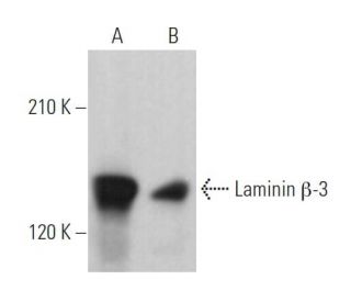 western blotting image from recommended Laminin &beta;-3 (A-6) monoclonal antibody replacement. Image 363832