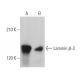 western blotting image from recommended Laminin β-3 (A-6) monoclonal antibody replacement. Image 363832