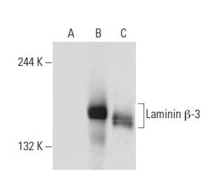 Laminin β-3 Antibody (A-6) - Western Blotting - Image 70793