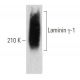 Laminin γ-1 Antibody (3E10) - Western Blotting - Image 356972