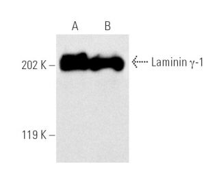 Laminin γ-1 Antibody (B-4) | SCBT - Santa Cruz Biotechnology