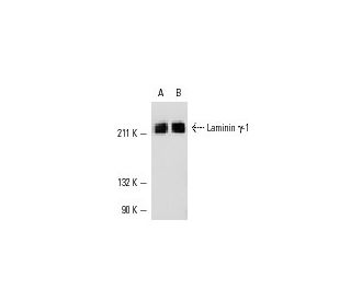 western blotting image from recommended Laminin &gamma;-1 (D-3) monoclonal antibody replacement. Image 11141