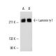 western blotting image from recommended Laminin γ-1 (D-3) monoclonal antibody replacement. Image 11141