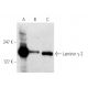 western blotting image from recommended Laminin γ-2 (E-6) monoclonal antibody replacement. Image 7541