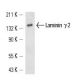 Laminin γ-2 Antibody (E-1) - Western Blotting - Image 13975