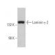 Laminin γ-2 Antibody (H-8) - Western Blotting - Image 362057