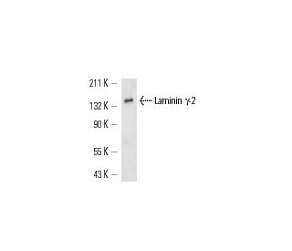 Laminin γ-2 Antibody (E-1) - Western Blotting - Image 13975