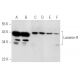 western blotting image from recommended Laminin-R (H-2) monoclonal antibody replacement. Image 356628