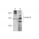 Laminin-R Antibody (MLuC5) - Western Blotting - Image 129503 