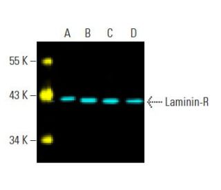 Laminin-R Antibody (H-2) - Western Blotting - Image 396275