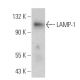 LAMP1 Antibody (4E151) - Western Blotting - Image 360372
