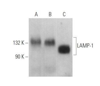 LAMP1 Antibody (4E151) - Western Blotting - Image 375037 