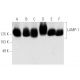 western blotting image from recommended LAMP1 (H4A3) monoclonal antibody replacement. Image 4907
