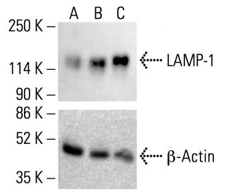 LAMP1 Antibody (E-5) | SCBT - Santa Cruz Biotechnology