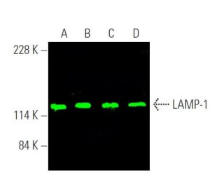LAMP1 Antibody (H4A3) - Western Blotting - Image 369644 