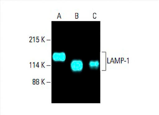 LAMP1 Antibody (H4A3) | SCBT - Santa Cruz Biotechnology