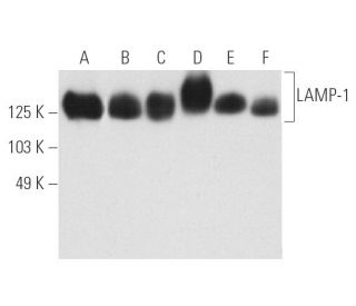 LAMP1 Antibody (H5G11) - Western Blotting - Image 4900 