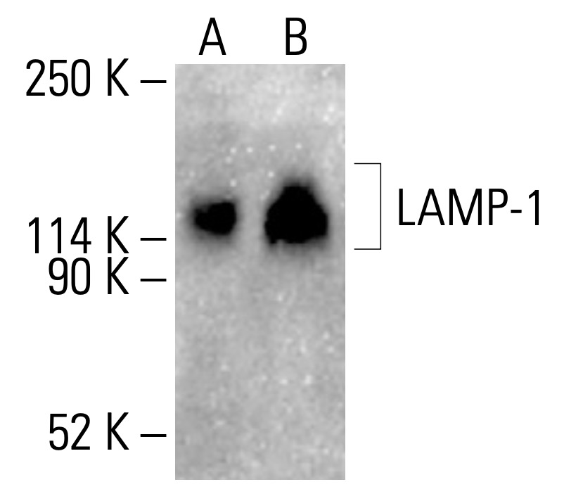 LAMP1 Antibody (H5G11) | SCBT - Santa Cruz Biotechnology