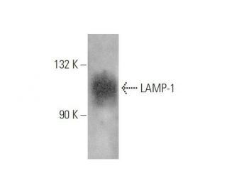 LAMP1 Antibody (LY1C6) - Western Blotting - Image 352716 