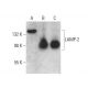LAMP-2 Antibody (5K54) - Western Blotting - Image 376736