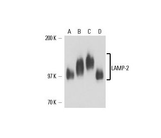 LAMP-2 Antibody (6A430) - Western Blotting - Image 17479 