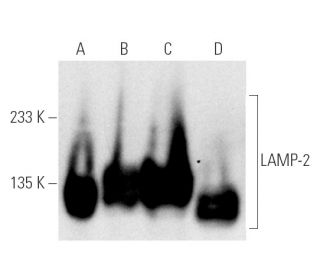 LAMP-2 Antibody (ABL-93) - Western Blotting - Image 4904 